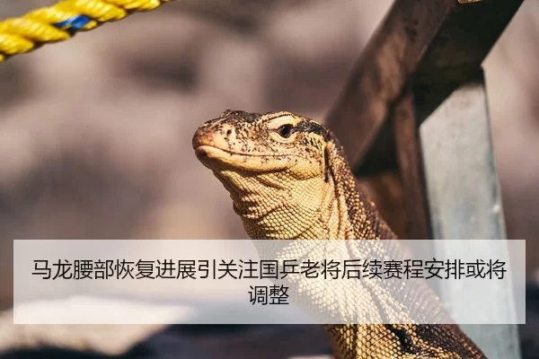 马龙腰部恢复进展引关注国乒老将后续赛程安排或将调整
